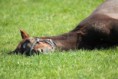 /album/galleria-fotografica/a13805738-cavallo-dorme-nella-eadow-estate-jpg2/